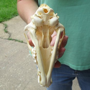 B-Grade 7-1/4" Coyote Skull - $20