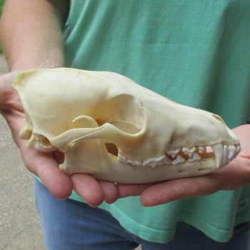 7-1/4" Coyote Skull - $34