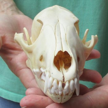 7-1/4" Coyote Skull - $34