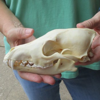 7-1/4" Coyote Skull - $34