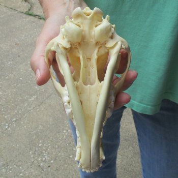 7-1/4" Coyote Skull - $34