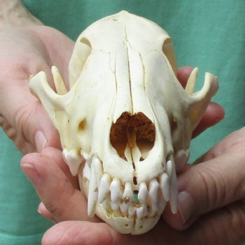 7-1/2" Coyote Skull - $34