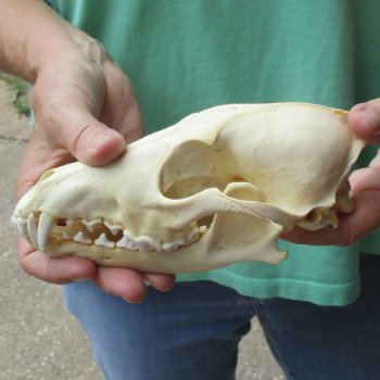 7-1/2" Coyote Skull - $34