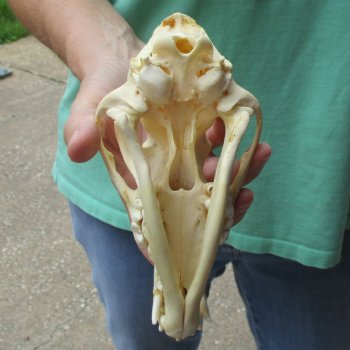 7-1/2" Coyote Skull - $34