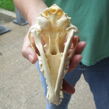 B-Grade 7" Coyote Skull - $20