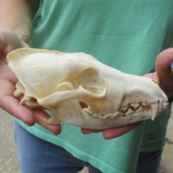 B-Grade 7-3/4" Coyote Skull - $20