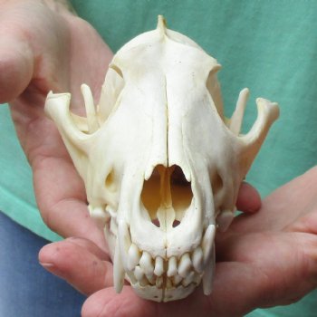 B-Grade 7-3/4" Coyote Skull - $20