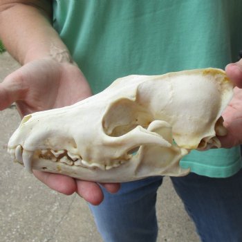 B-Grade 7-3/4" Coyote Skull - $20