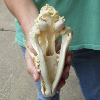 B-Grade 7-3/4" Coyote Skull - $20