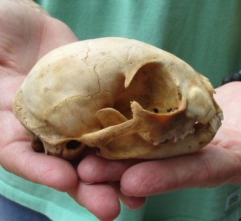 Cheap 4 x 2-3/4 inch C-Grade Bobcat Skull - Available For Sale for $35