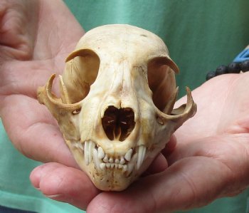 Cheap 4 x 2-3/4 inch C-Grade Bobcat Skull - Available For Sale for $35