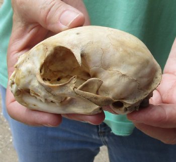 Cheap 4 x 2-3/4 inch C-Grade Bobcat Skull - Available For Sale for $35