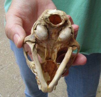 Cheap 4 x 2-3/4 inch C-Grade Bobcat Skull - Available For Sale for $35