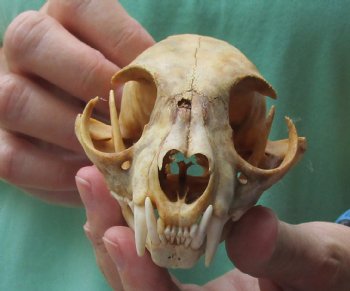 Buy this C-Grade Bobcat Skull measuring 4-1/2 x 3 inches for $35