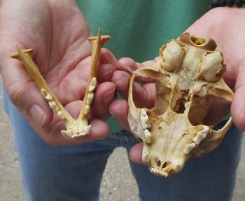 Buy this C-Grade Bobcat Skull measuring 4-1/2 x 3 inches for $35