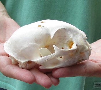 Authentic 4-3/4 x 3-1/4 inch B-Grade Bobcat Skull - Available For Sale for $49