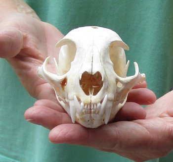 Authentic 4-3/4 x 3-1/4 inch B-Grade Bobcat Skull - Available For Sale for $49