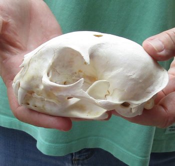 Authentic 4-3/4 x 3-1/4 inch B-Grade Bobcat Skull - Available For Sale for $49