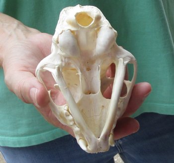 Authentic 4-3/4 x 3-1/4 inch B-Grade Bobcat Skull - Available For Sale for $49