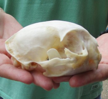 Buy this 4-3/4 x 3-1/4 inch Authentic Bobcat Skull for $62