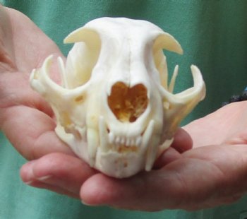 Buy this 4-3/4 x 3-1/4 inch Authentic Bobcat Skull for $62