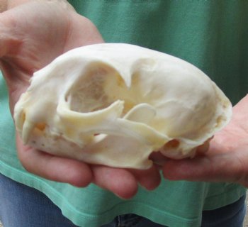 Buy this 4-3/4 x 3-1/4 inch Authentic Bobcat Skull for $62