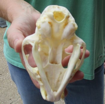 Buy this 4-3/4 x 3-1/4 inch Authentic Bobcat Skull for $62