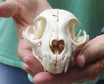 This is a B-Grade 5 x 3-1/2 inch Bobcat Skull - For Sale for $49