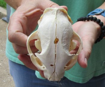 This is a B-Grade 5 x 3-1/2 inch Bobcat Skull - For Sale for $49