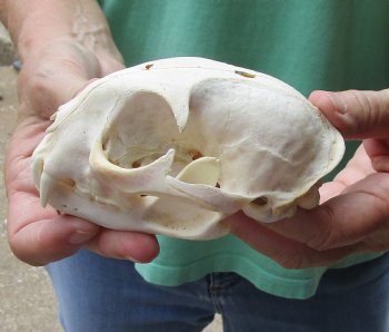 This is a B-Grade 5 x 3-1/2 inch Bobcat Skull - For Sale for $49