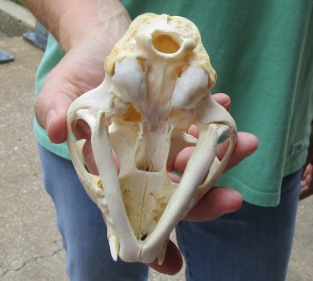 This is a B-Grade 5 x 3-1/2 inch Bobcat Skull - For Sale for $49