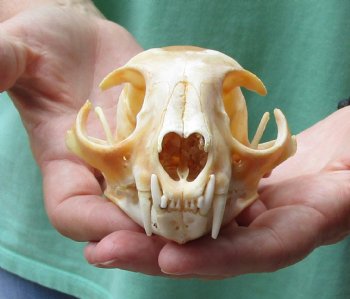 Buy this B-Grade Bobcat Skull measuring 4-3/4 x 3-1/2 inches for $49