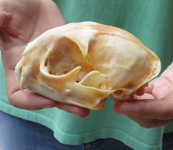 Buy this B-Grade Bobcat Skull measuring 4-3/4 x 3-1/2 inches for $49