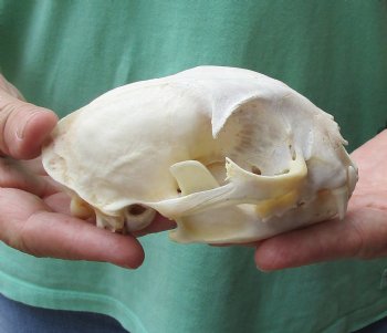 This is a B-Grade 5 x 3-1/4 inch Bobcat Skull - For Sale for $49