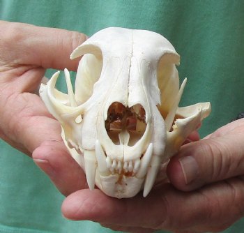 This is a B-Grade 5 x 3-1/4 inch Bobcat Skull - For Sale for $49