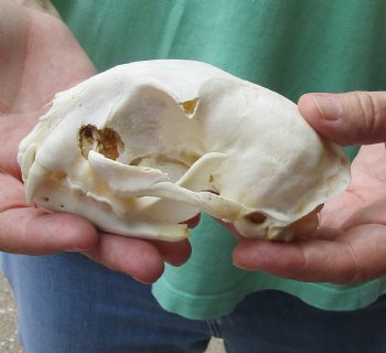 This is a B-Grade 5 x 3-1/4 inch Bobcat Skull - For Sale for $49