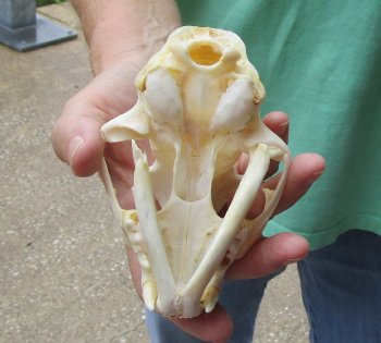 This is a B-Grade 5 x 3-1/4 inch Bobcat Skull - For Sale for $49