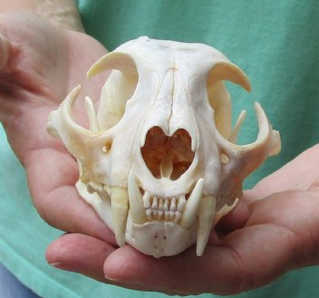 Buy this 5 x 3-1/2 inch Authentic Bobcat Skull for $62