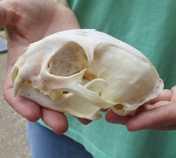 Buy this 5 x 3-1/2 inch Authentic Bobcat Skull for $62