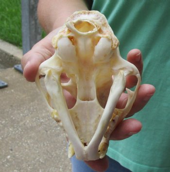 Buy this 5 x 3-1/2 inch Authentic Bobcat Skull for $62