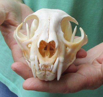 Authentic 5-1/4 x 3-1/2 inch Bobcat Skull - Available For Sale for $62