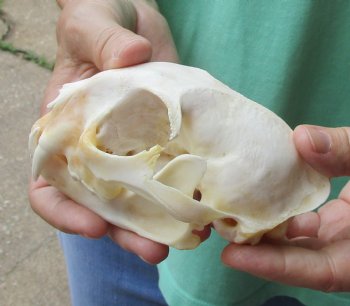 Authentic 5-1/4 x 3-1/2 inch Bobcat Skull - Available For Sale for $62