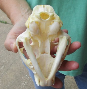 Authentic 5-1/4 x 3-1/2 inch Bobcat Skull - Available For Sale for $62