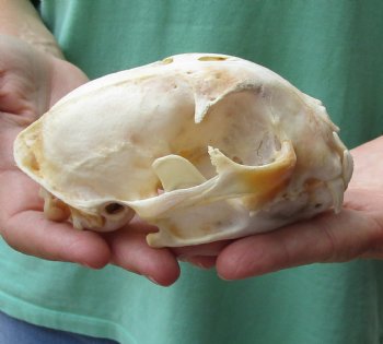 Authentic 5-1/4 x 3-1/2 inch B-Grade Bobcat Skull - Available For Sale for $49