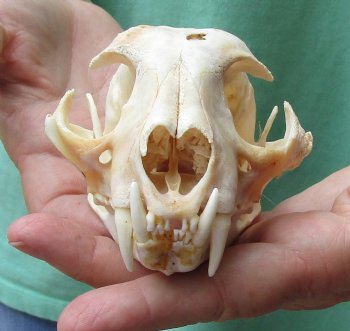 Authentic 5-1/4 x 3-1/2 inch B-Grade Bobcat Skull - Available For Sale for $49