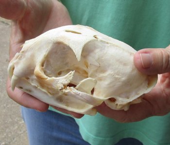 Authentic 5-1/4 x 3-1/2 inch B-Grade Bobcat Skull - Available For Sale for $49