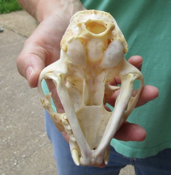 Authentic 5-1/4 x 3-1/2 inch B-Grade Bobcat Skull - Available For Sale for $49