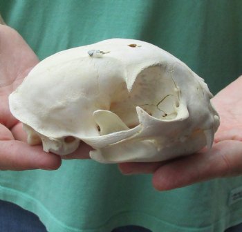 Buy this B-Grade Bobcat Skull measuring 5 x 3-1/2 inches for $49