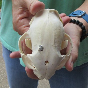 Buy this B-Grade Bobcat Skull measuring 5 x 3-1/2 inches for $49