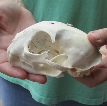 Buy this B-Grade Bobcat Skull measuring 5 x 3-1/2 inches for $49